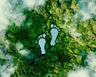footprint lakes in a forest
