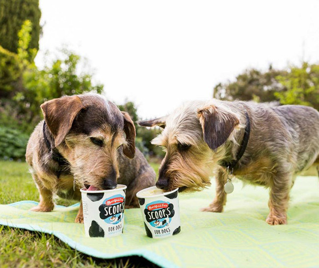 dog-icecream